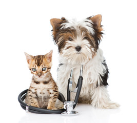 Small bengal cat and Biewer-Yorkshire terrier puppy with stethos - obrazy, fototapety, plakaty