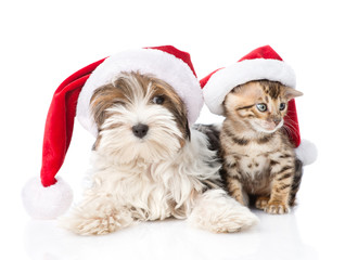 Biewer-Yorkshire terrier puppy and bengal kitten with red santa