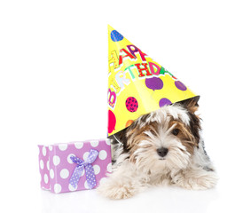 Biewer-Yorkshire terrier puppy with birthday hat and gift box. i