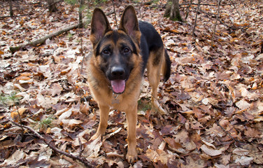 German Shepherd dog outdoor at fall in the forest