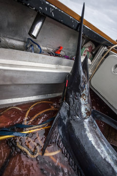 Dead fish inside of a boat