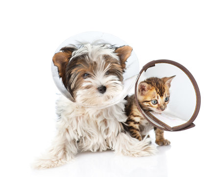 Biewer-Yorkshire terrier puppy and bengal kitten wearing a funne