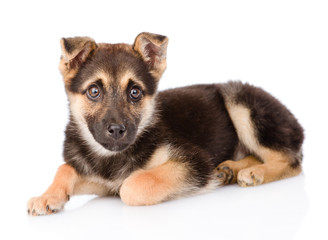 mixed breed puppy dog looking at camera. isolated on white backg