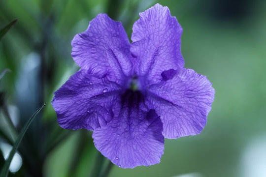 Ruellia tuberosa flower.