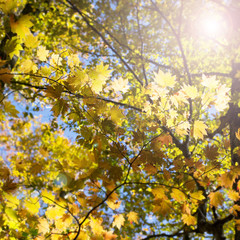 Yellow autumn leaves branch