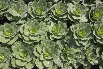 Early cabbage to wait for the harvest.