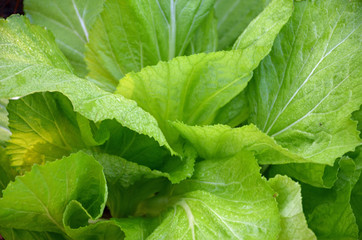 Obraz premium Loose leaf lettuce growing in the garden