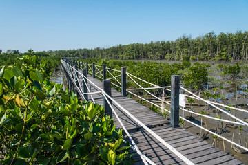 Fototapeta na wymiar Wooden walkway, Mangrove forest in Thailand.