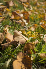 Dried brown autumn leaves on grass
