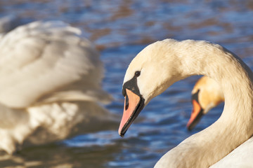 Portrait of a white swan floating on the lake in Poland.