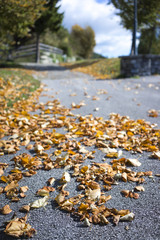 Dried brown autumn leaves at the side of a road