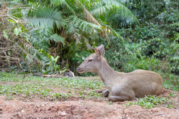 Deer in the forest