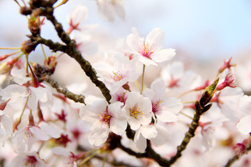 Cherry blossoms