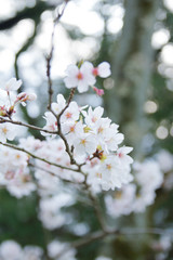 Obraz premium Cherry blossoms