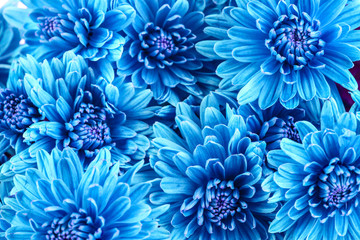 Fototapeta premium Beautiful blue chrysanthemum flowers, close-up
