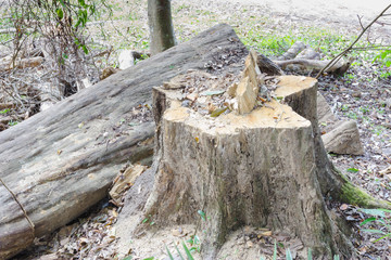 Stump in the forest