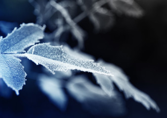 Beautiful frosty winter leaves on blured nature background, close up