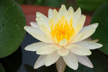 Lotus-Water Lily