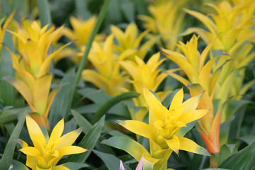 yellow bromeliad.