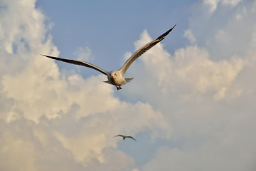 Seagull in Thailand.