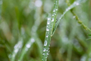 Water droplets on plant