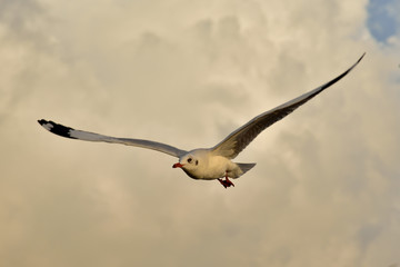 Seagull in Thailand.