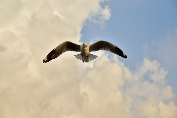 Seagull in Thailand.