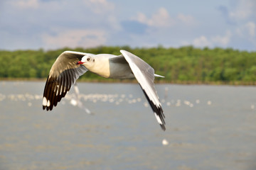 Seagull in Thailand.
