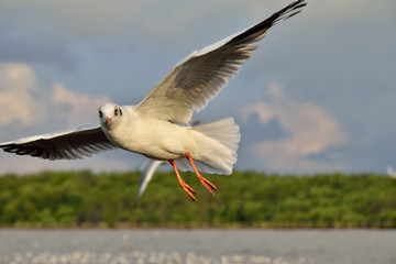 Seagull in Thailand.