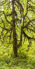 Big Leaf Maple Hoh Rainforest Panorama © lightphoto2