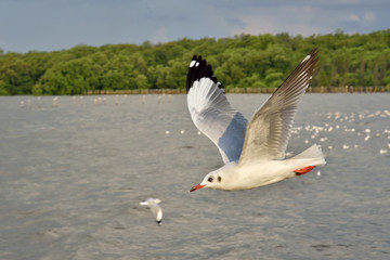 Seagull in Thailand.