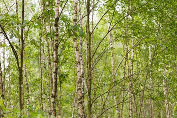 Young birch trees