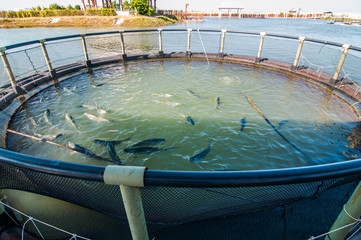 Fish farming at thailand.