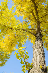 Fototapeta premium 紅葉