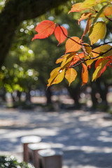 紅葉 街路樹
