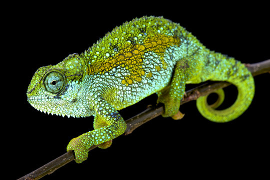Tanzanian Montane Dwarf Chameleon (Trioceros sternfeldi) female