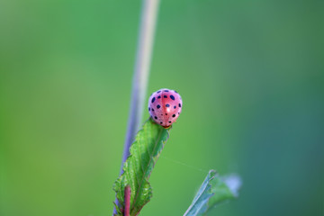 ladybug on young leaf with green background