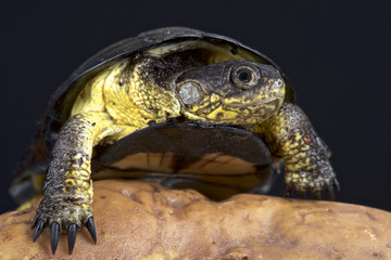 African dwarf mud turtle (Pelusios nanus