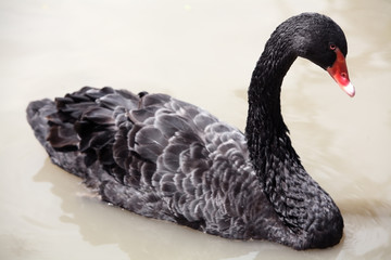 black swan