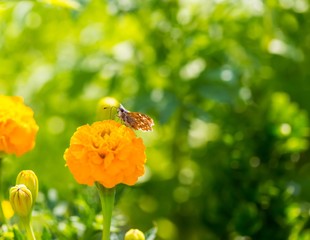 Marigold flowers