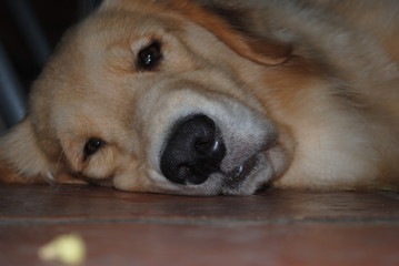 golden retriever