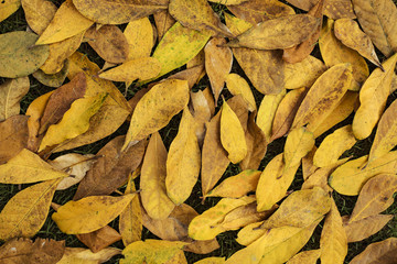 Background group autumn orange leaves