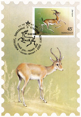 USSR - circa 1985: postage stamp,postal cancellation and postcard issued in USSR circa 1985 , dedicated to animals listed in the Red book - Gazella subgutturosa