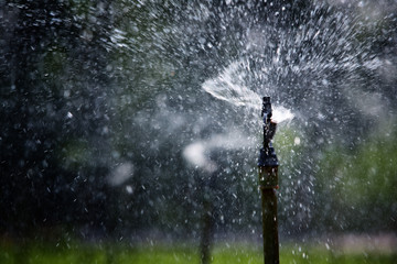 Fototapeta premium water sprinkler.