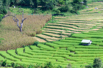 Terraced rice field at Ban Pa Bong Piang, Chiang Mai in Thailand.