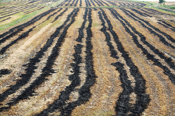 burning track in paddy field.