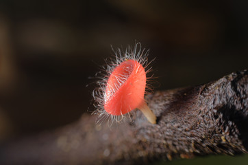 Orange mushroom or Champagne mushroom in rain forest,Close up,selective focus with shallow depth of field:Macro shot. (Un-focus image)