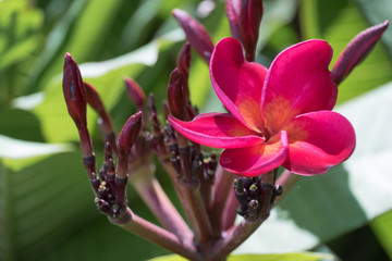 Beautiful ornamental plants.