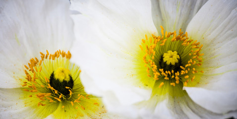 Detail of white Icelandic poppies in bloom, late winter and early spring in the garden.