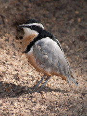 Egyptian plover (Pluvianus aegyptius) also known as the crocodile bird from the Sub-Saharan Africa.
